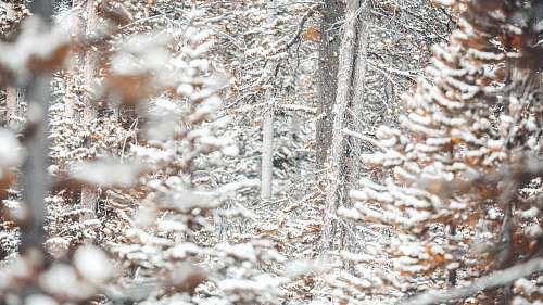 big sky resort road selective focus photography of snow-covered trees at daytime gallatin gateway